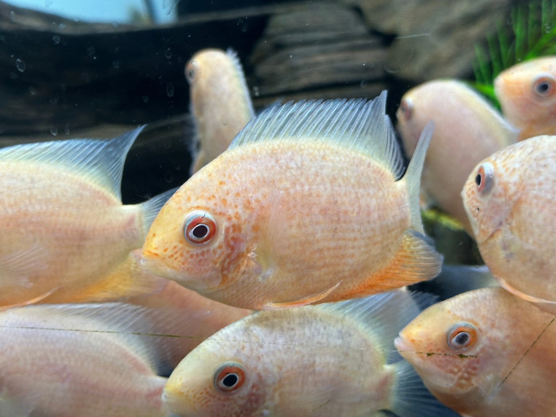 Red Severum (3”)