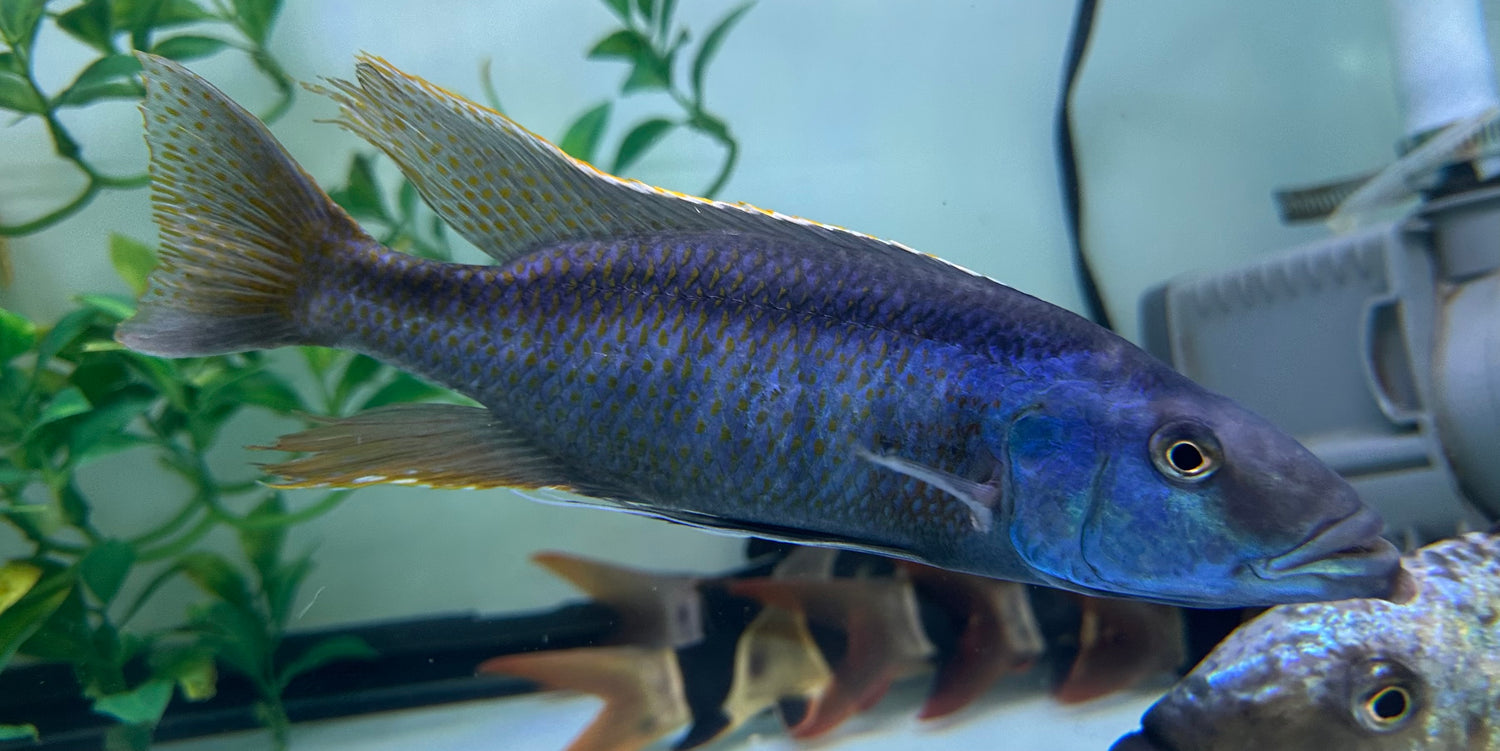 XL Malawai Trout Cichlid (8-9”)