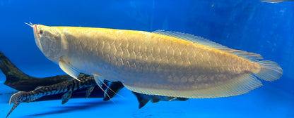 Arowana XXL Plata Albina (24”+)