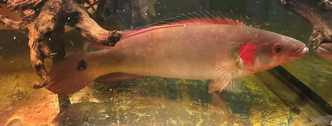 XXL Red Atabapo Pike Cichlid (13-14”)