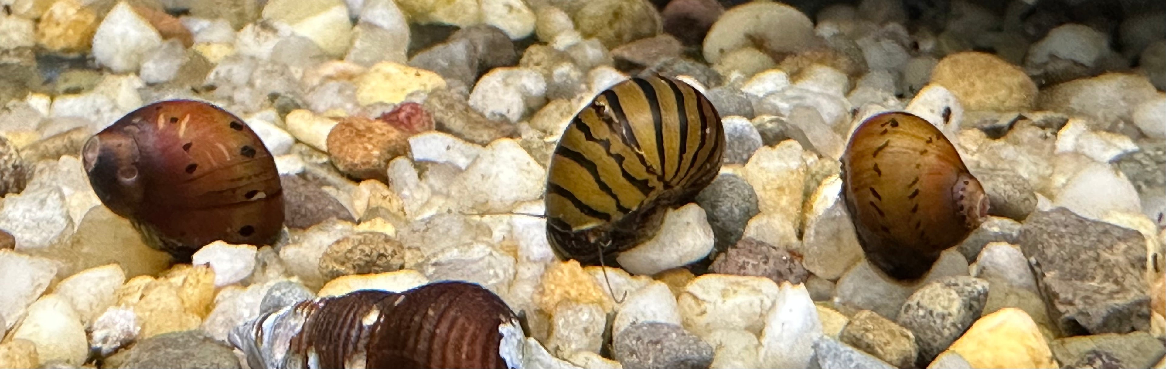 Caracol Nerite Auxiliar (1”)