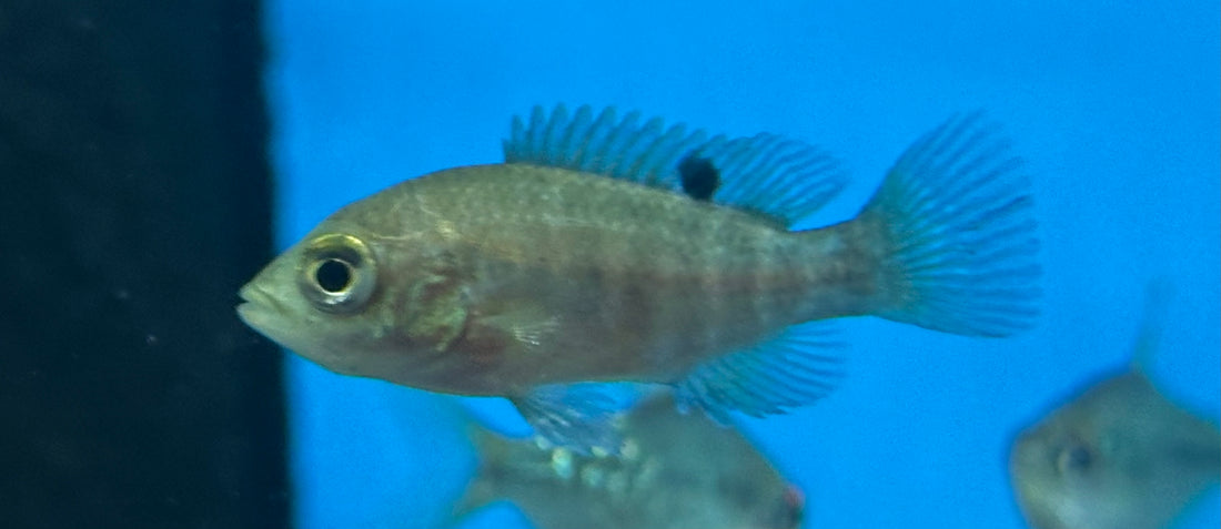 Baby Starry Night Cichlid (1.5”)