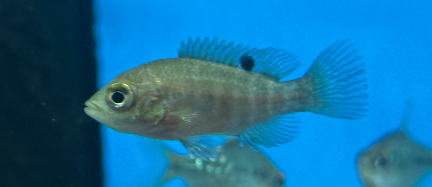 Baby Starry Night Cichlid (1.5”)