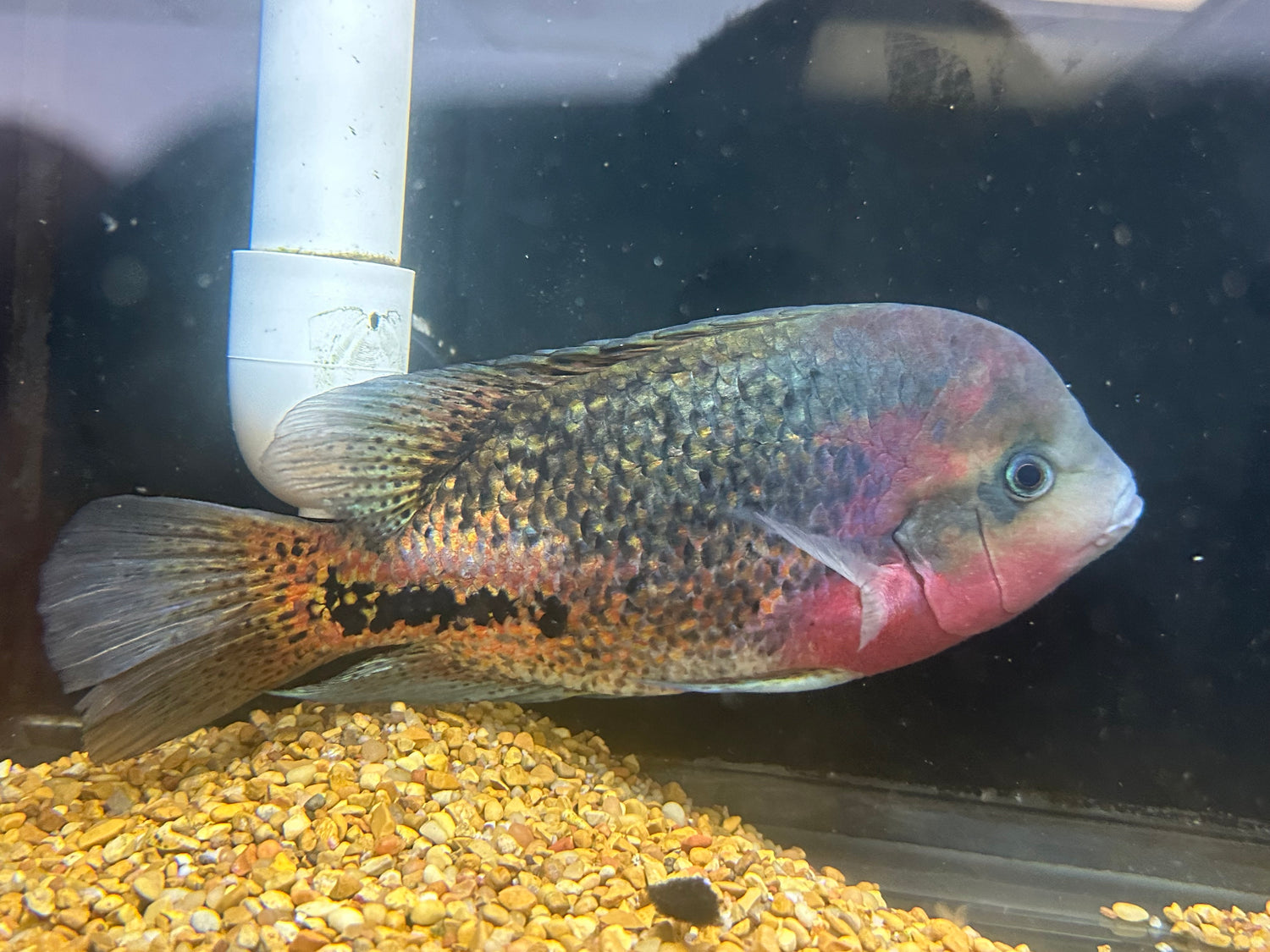 Melanurus Vieja Cichlid (8-9”+)