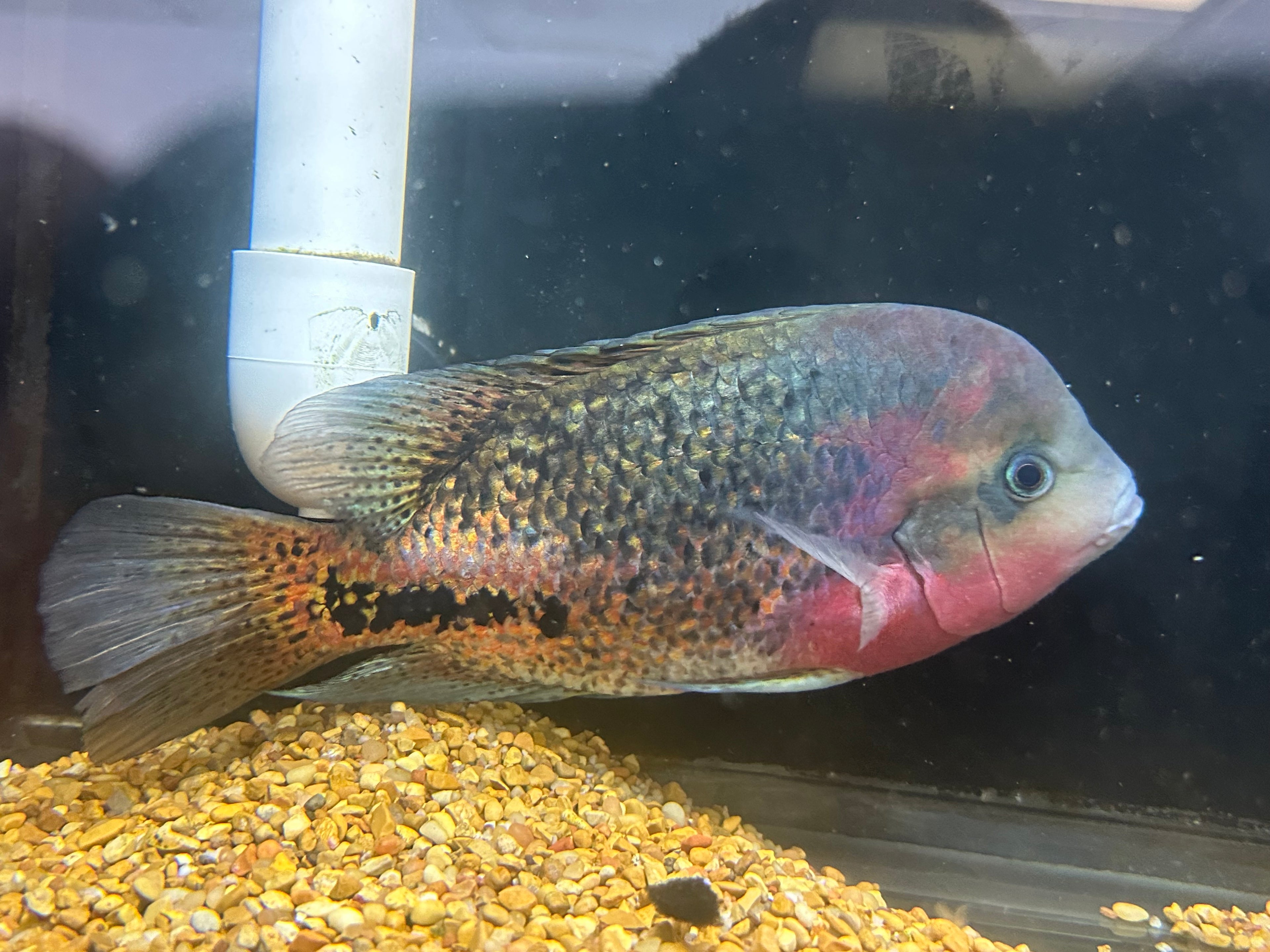 Melanurus Vieja Cichlid (8-9”+)