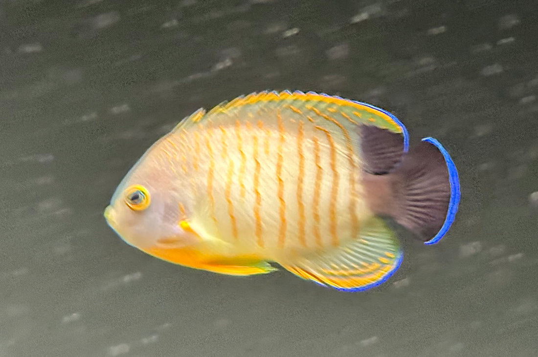 Red Stripe Angelfish (2.5-3”)