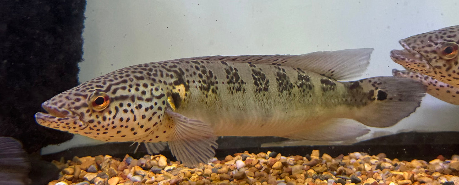 Lenticulated Pike Cichlid (9-10”)