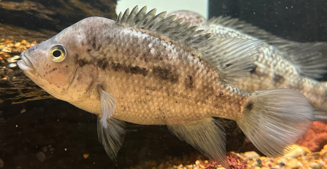 Small Black Nasty Cichlid Breeding Pair (5”)