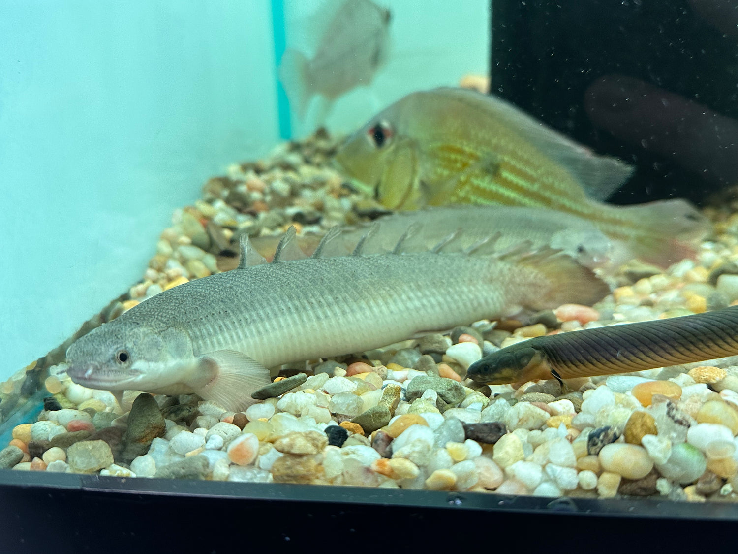 XL Senegal Polypterus (7-8”)