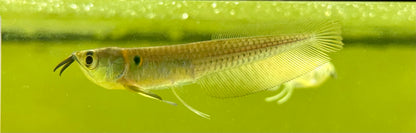 Arowana plateada bebé (3-3,5”)