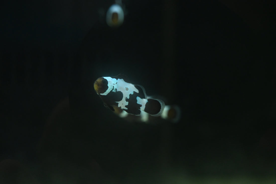 Black Snowflake Clown Fish (1”)