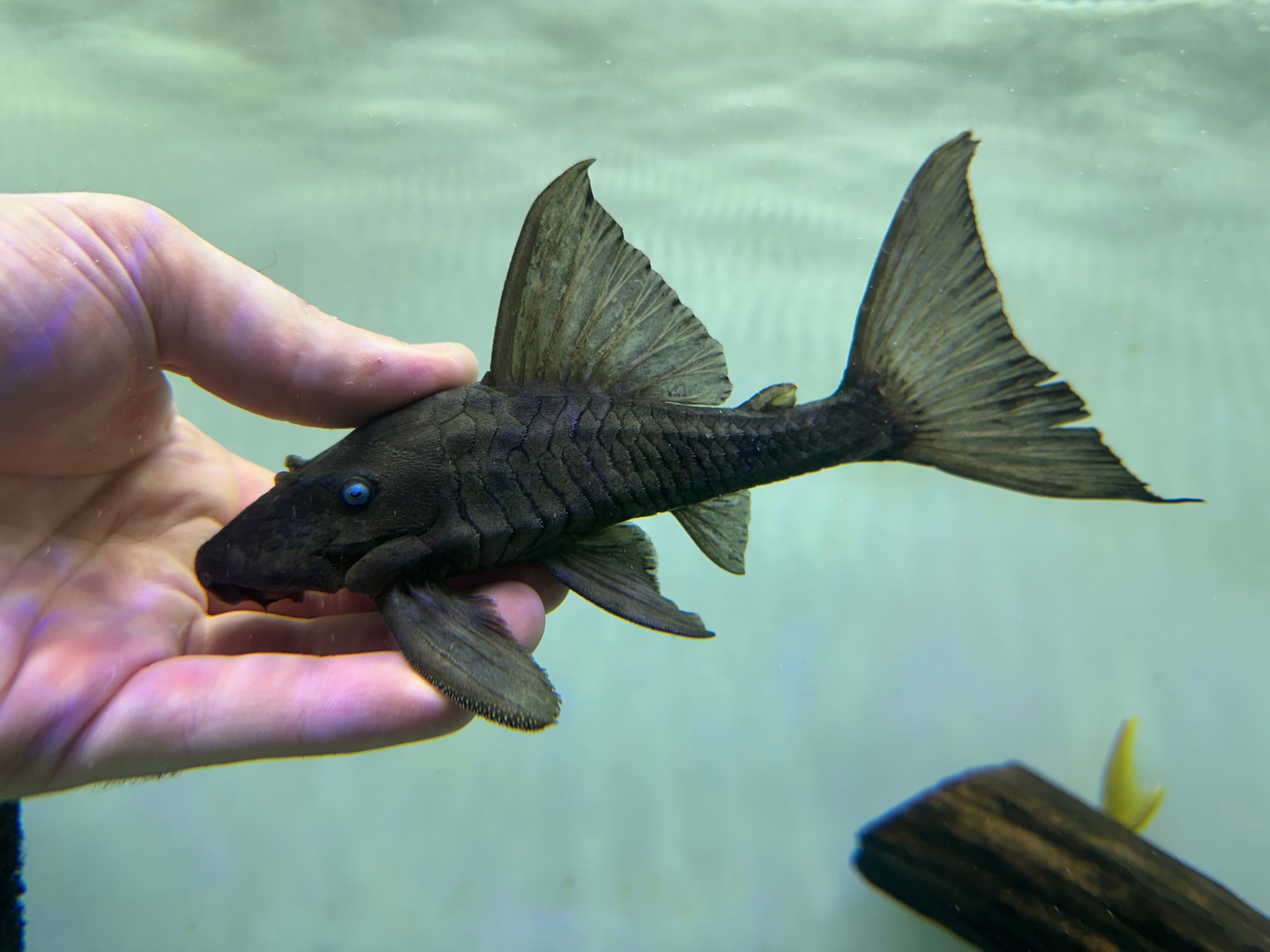 Blue Eye Panaque Pleco (6”)
