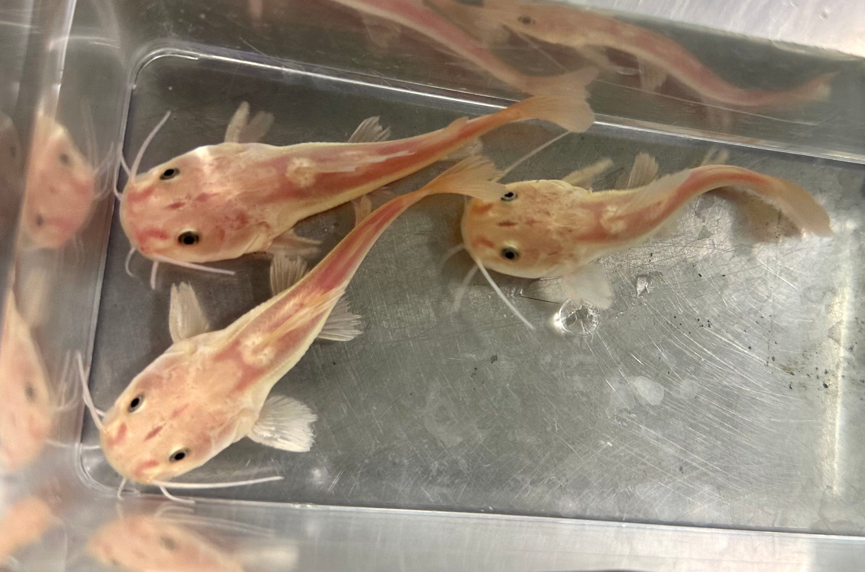 Phantom Redtail Catfish (2.5-3”)