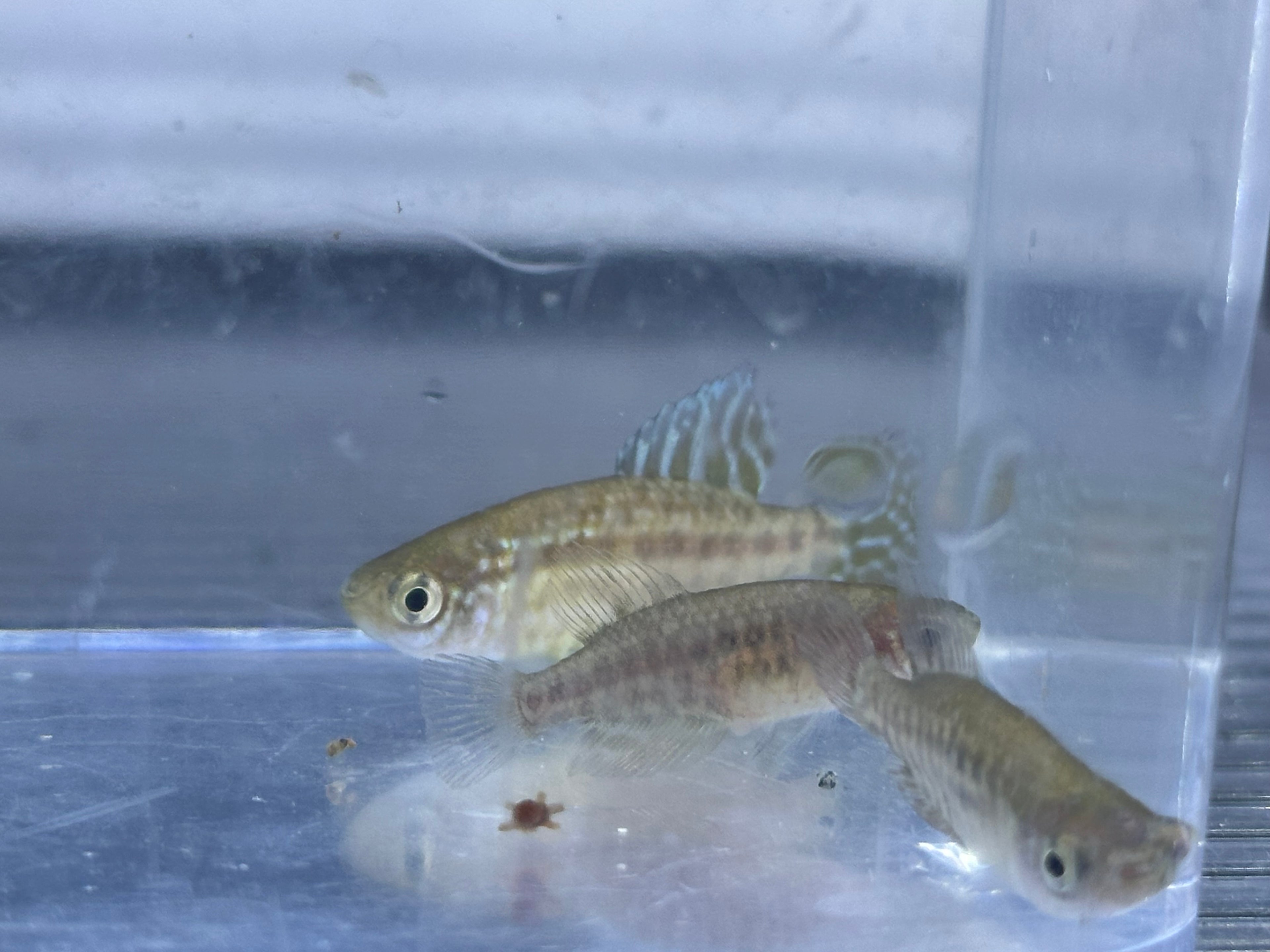 Featherfin Killifish Pair (1.5-1.75”)