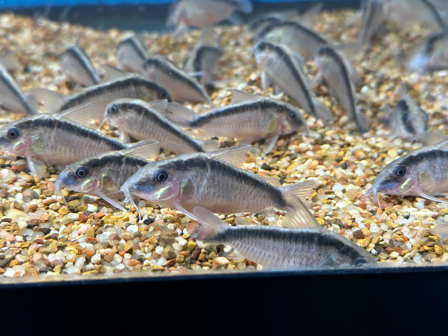 LARGE Skunk Cory (1.5”+)