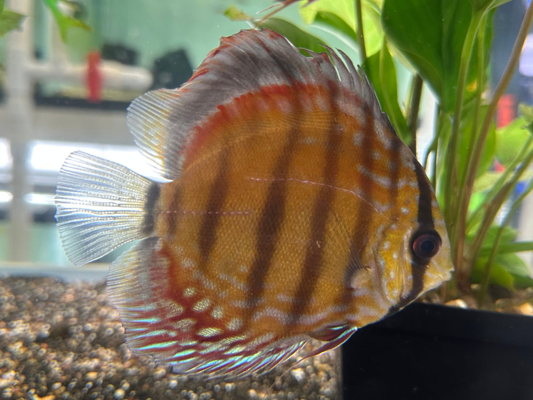 F1 Wild Discus (5-5.5”) Dorsal Fin Imperfection*