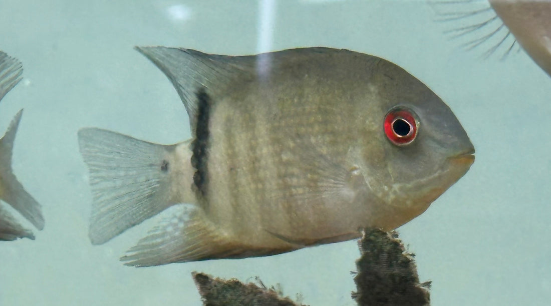 Mouthbrooding Severum (3-3.5”)