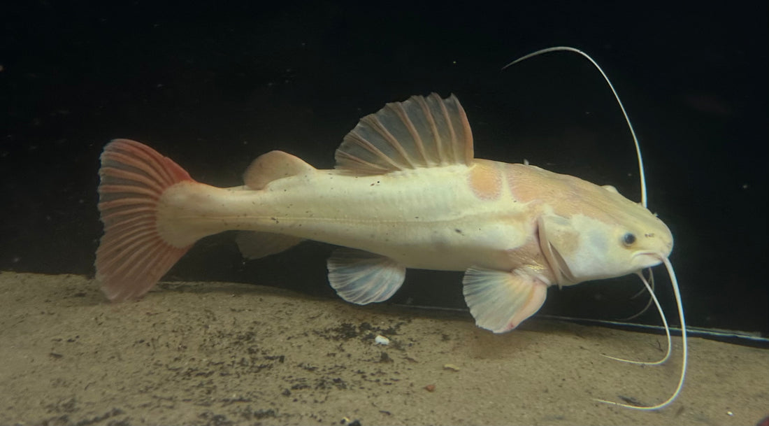 XL Phantom Redtail Catfish (18”)