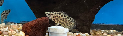 Baby Ctenopoma Leaf Fish (1.5”)