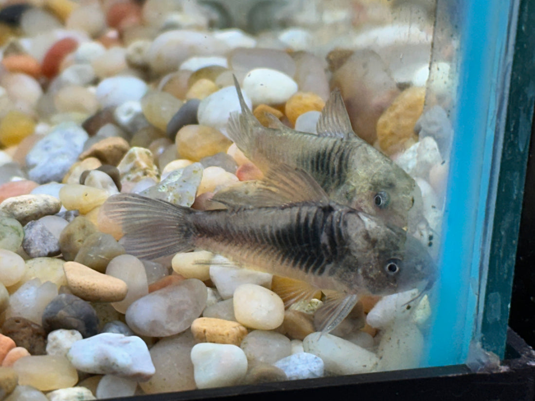 Septentrionalis Corydoras (1.25-1.5”)