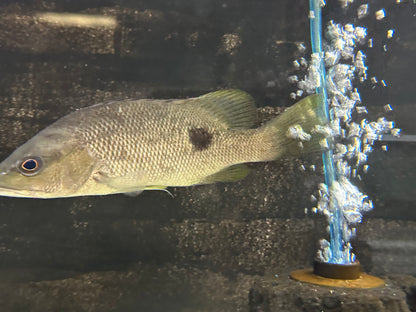 Spot Tail Mangrove Jack (7”)