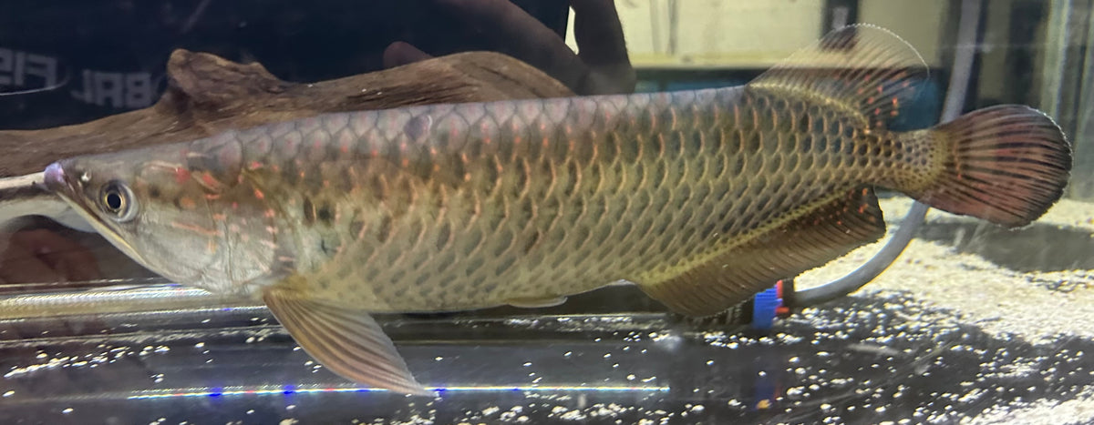 LARGE Jardini Arowana (13-14”)