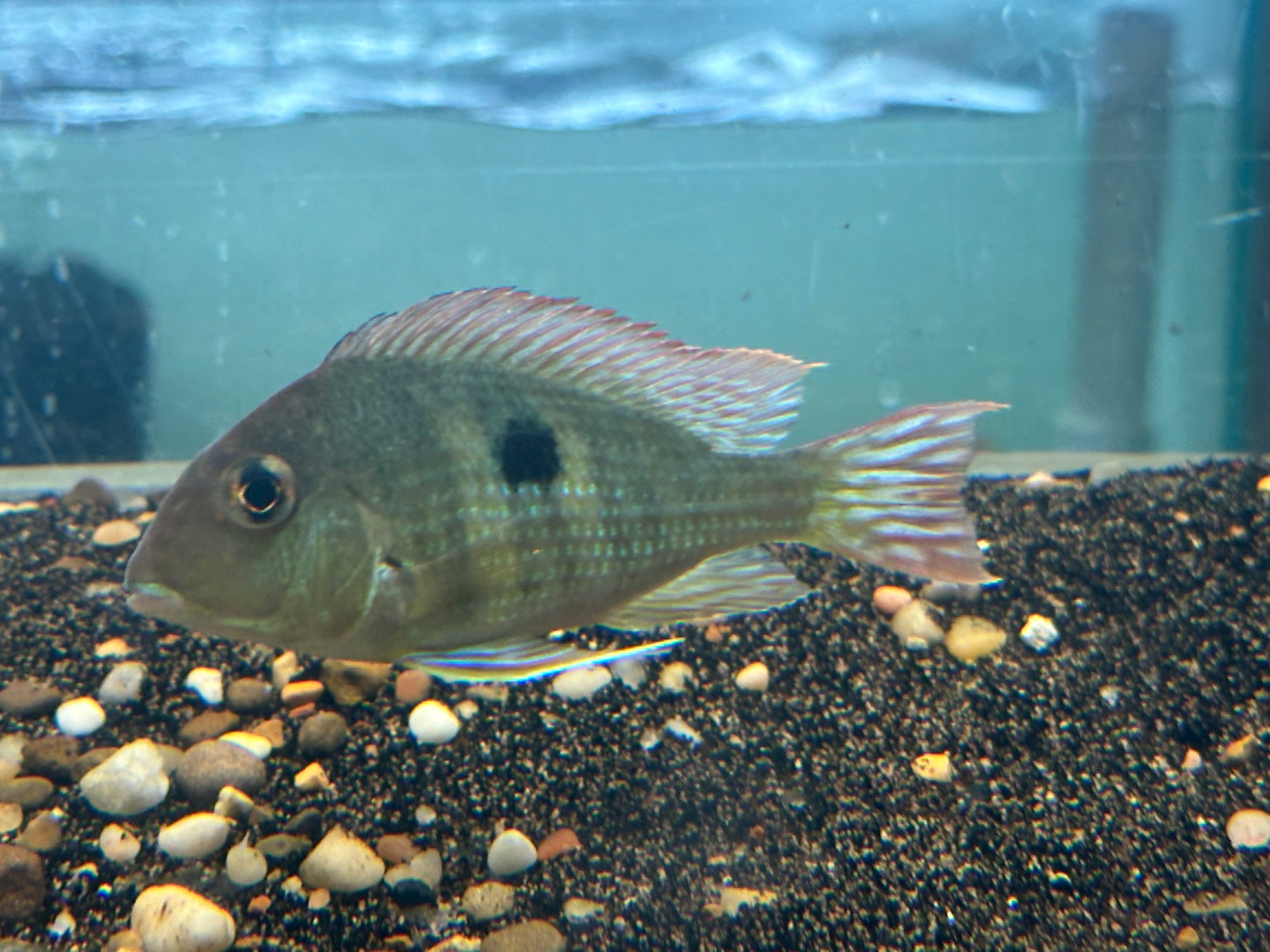 Red Head Tapajos (4”)