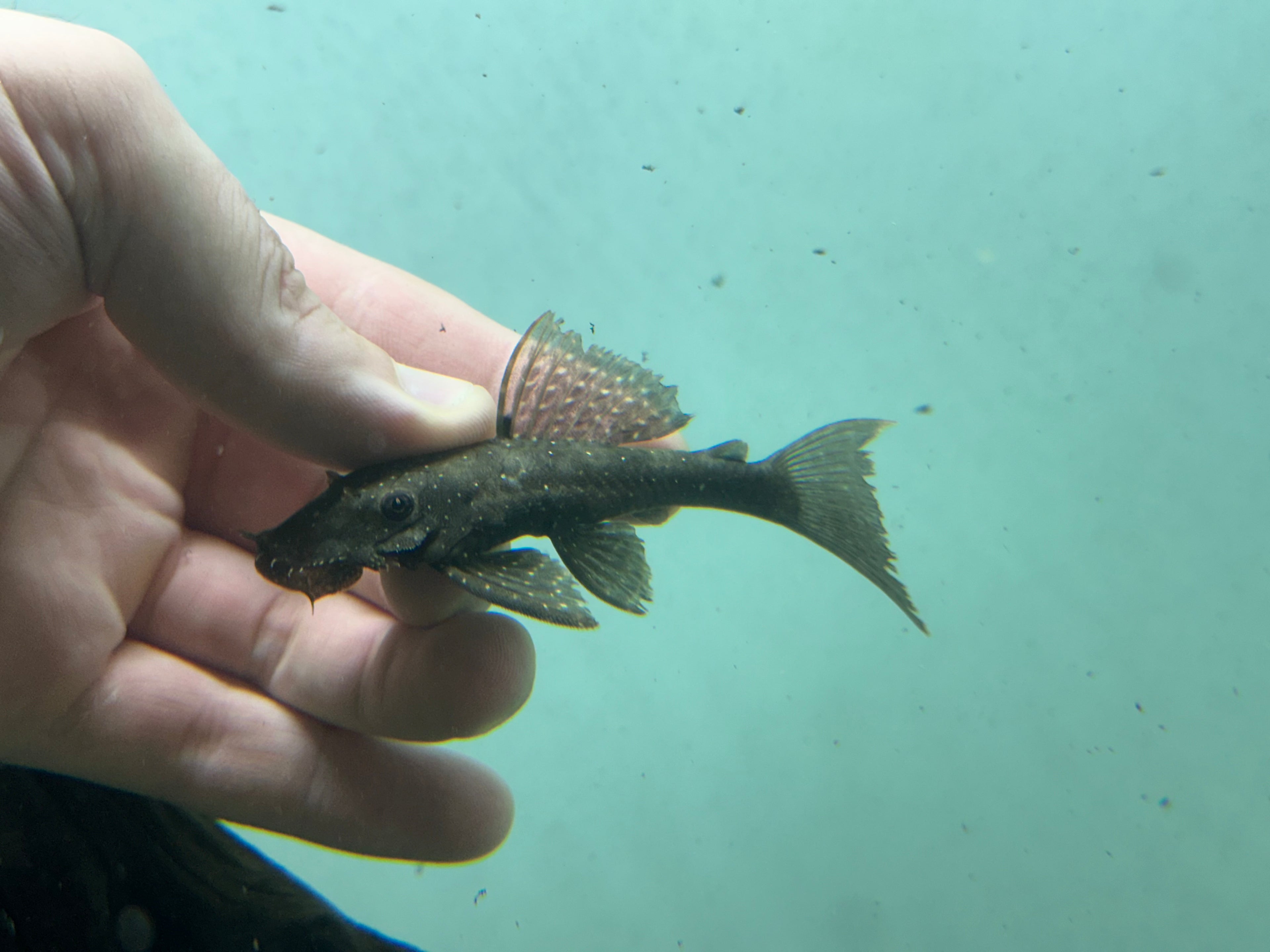 Wild Peru Bushynose Pleco (3-3.5”)