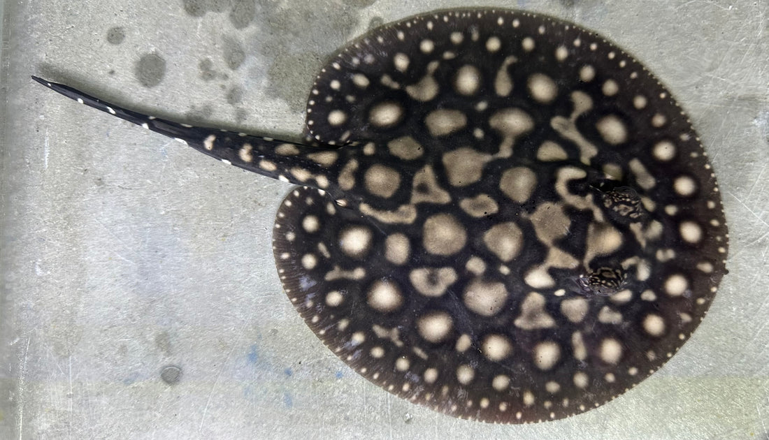 Black Diamond Hybrid Stingray (Male 6”)