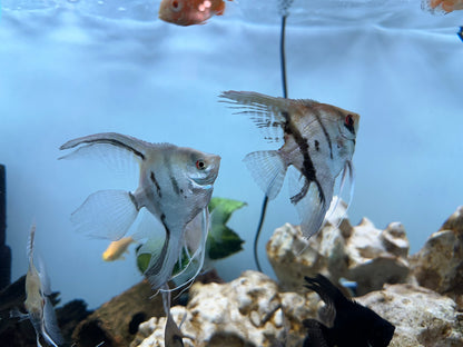 Assorted XL Angel Fish (3”+)