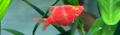 Red/Pink Glo Tiger Barb (1&quot;)