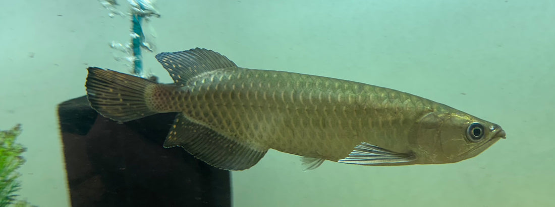 Jardini Arowana (8”)