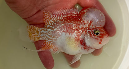 Goldenbase Flowerhorn (5”)