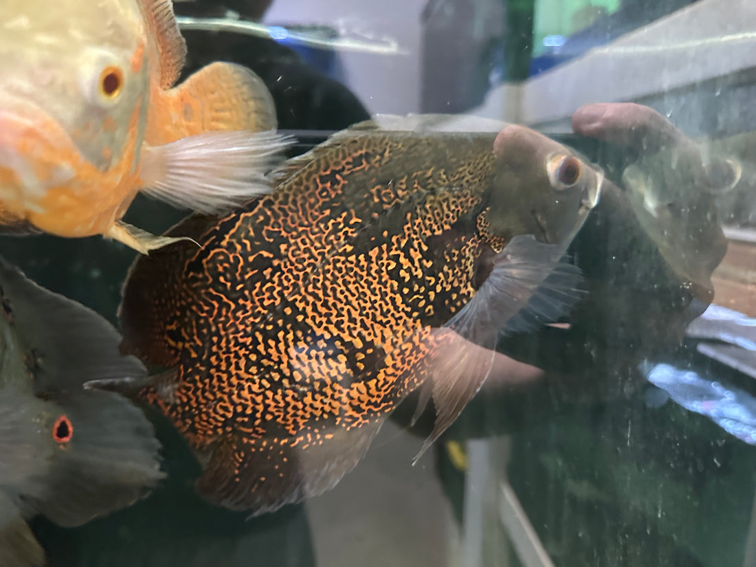 XL Tiger Oscar (8-9”)