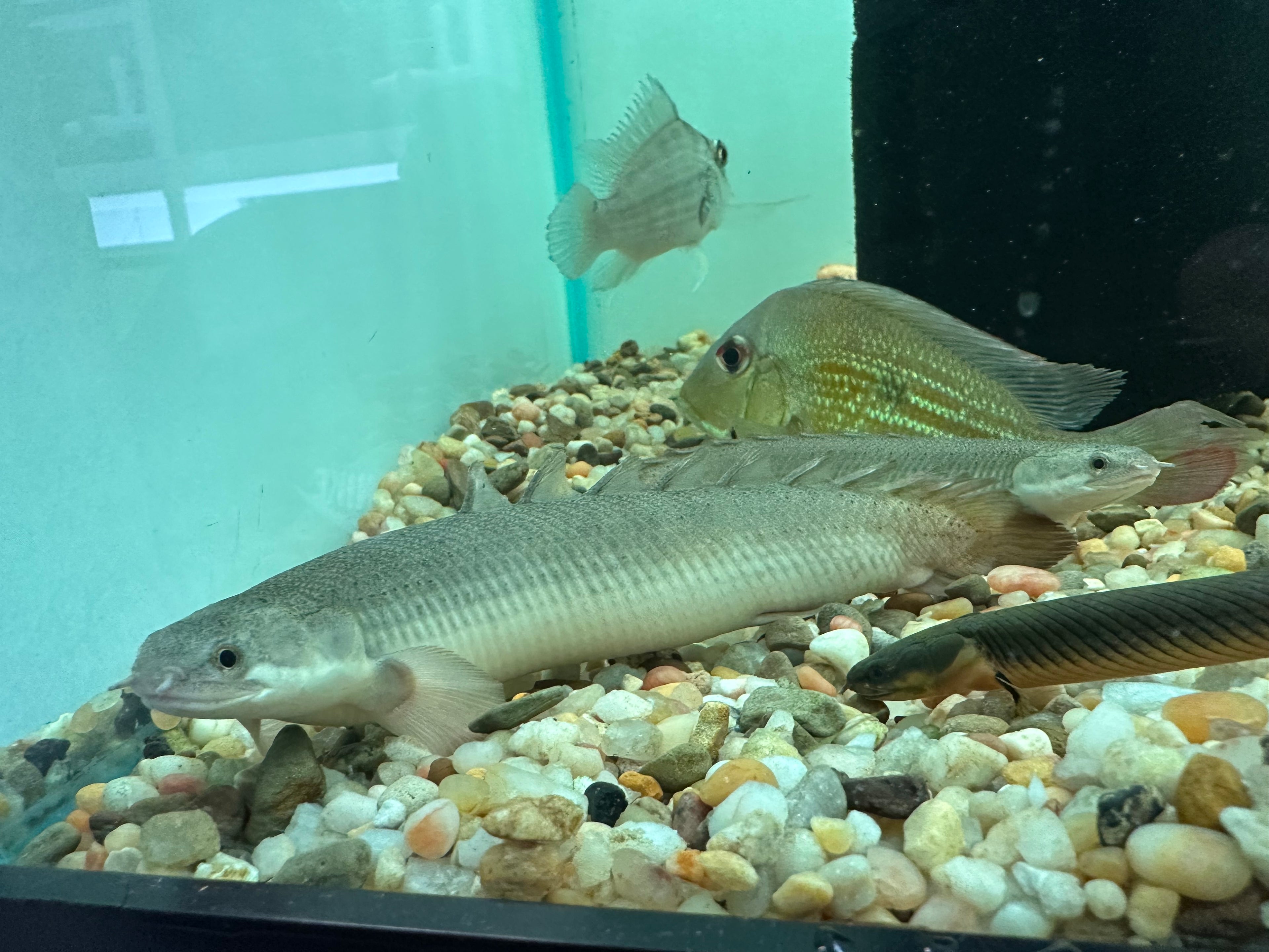 XL Senegal Polypterus (7-8”)