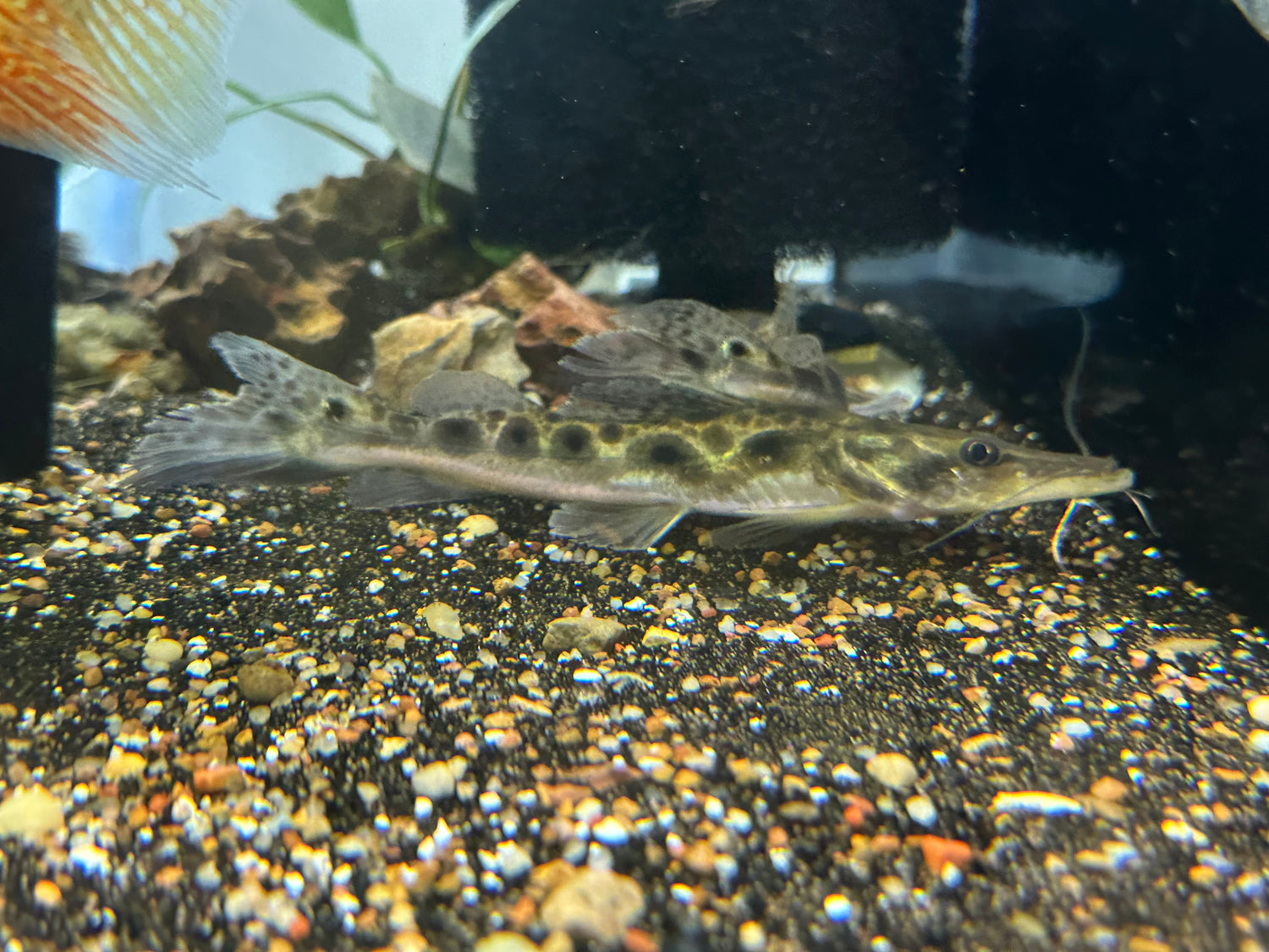 Porthole Spotted Shovelnose Catfish (6-7”)