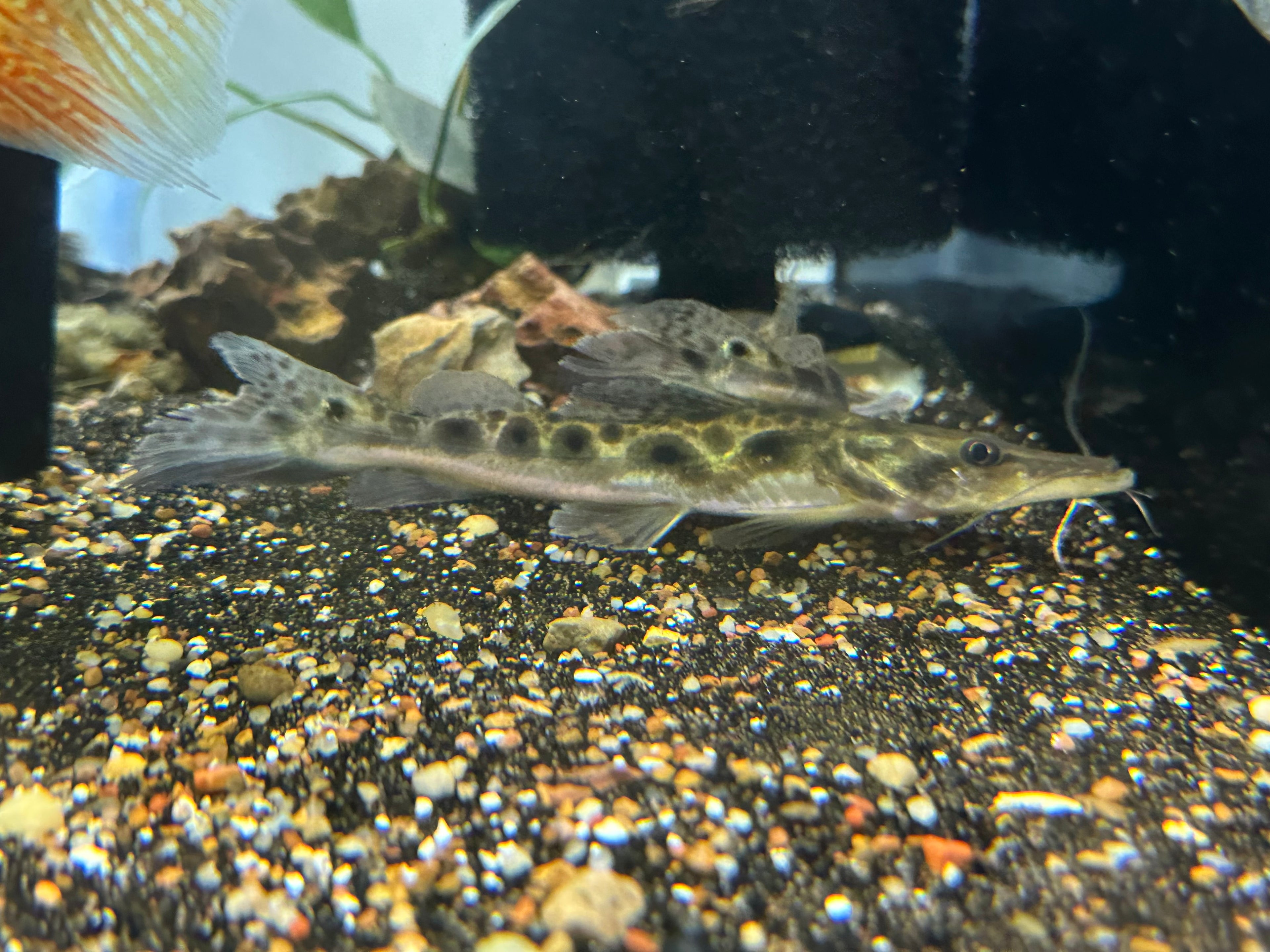 Porthole Spotted Shovelnose Catfish (6-7”)