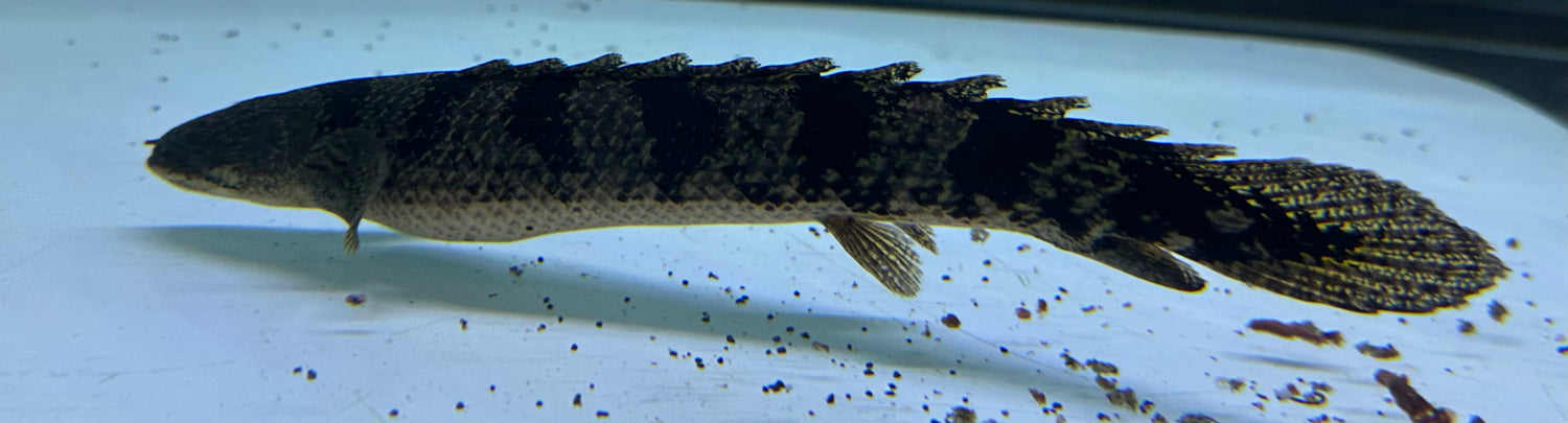 Eyeless “A Grade” Delhezi Polypterus (10”+)