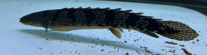 Eyeless “A Grade” Delhezi Polypterus (10”+)