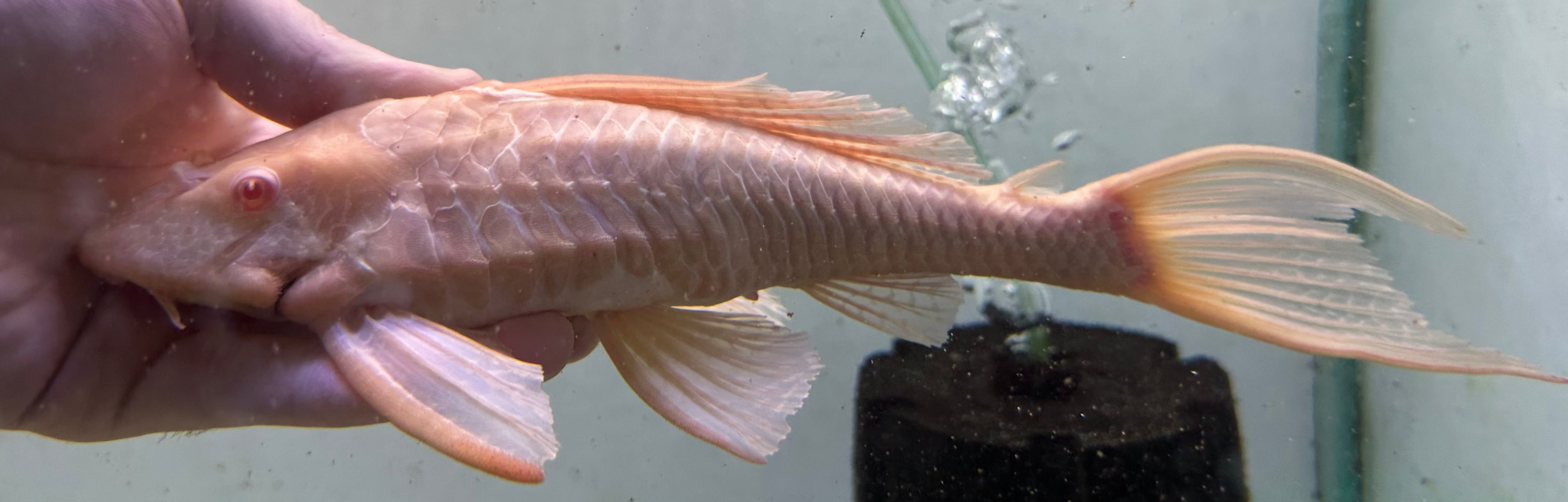 LARGE Albino Gibbicepts Pleco (10-11”)