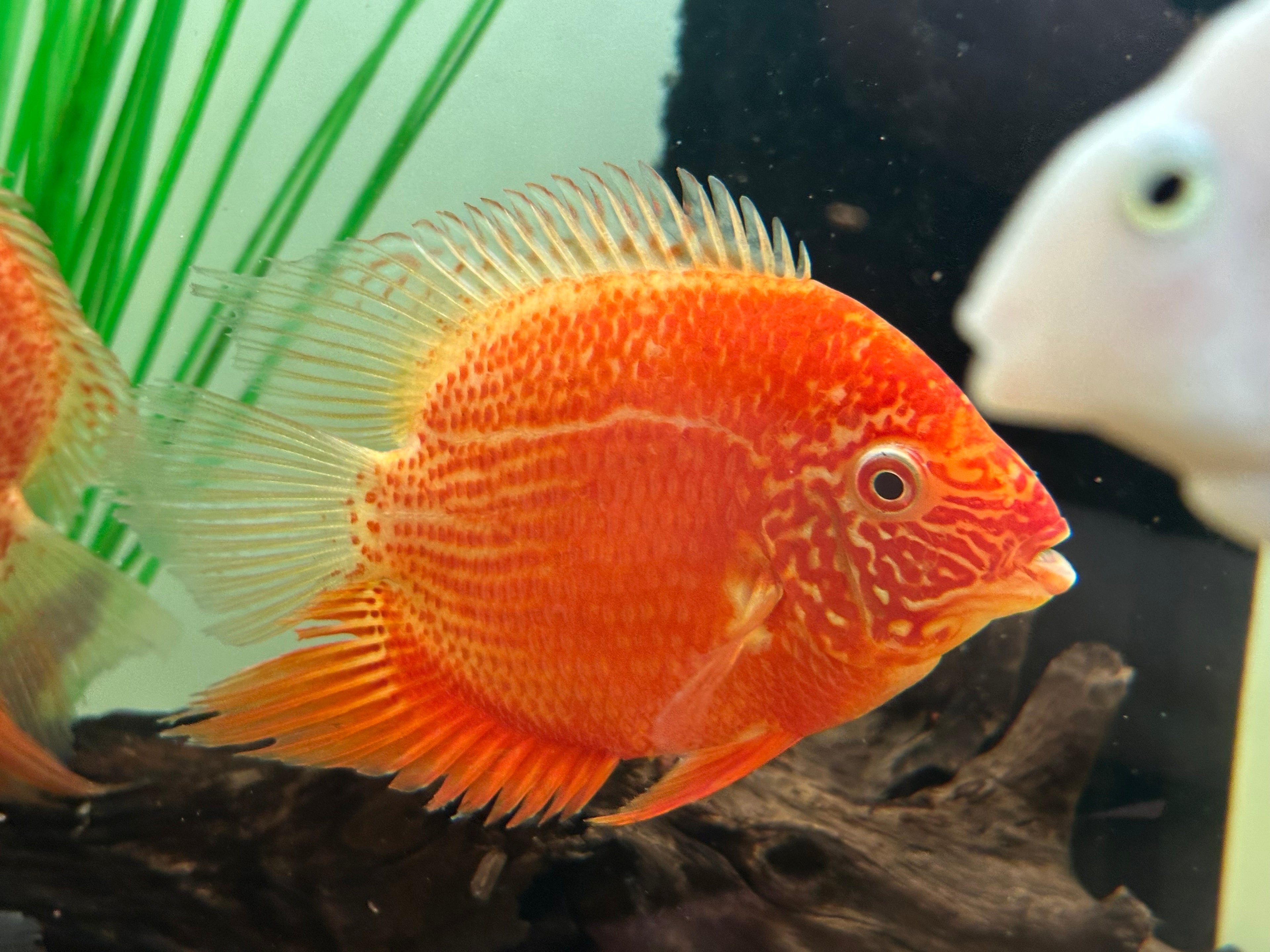 Large Red Severum (5”)