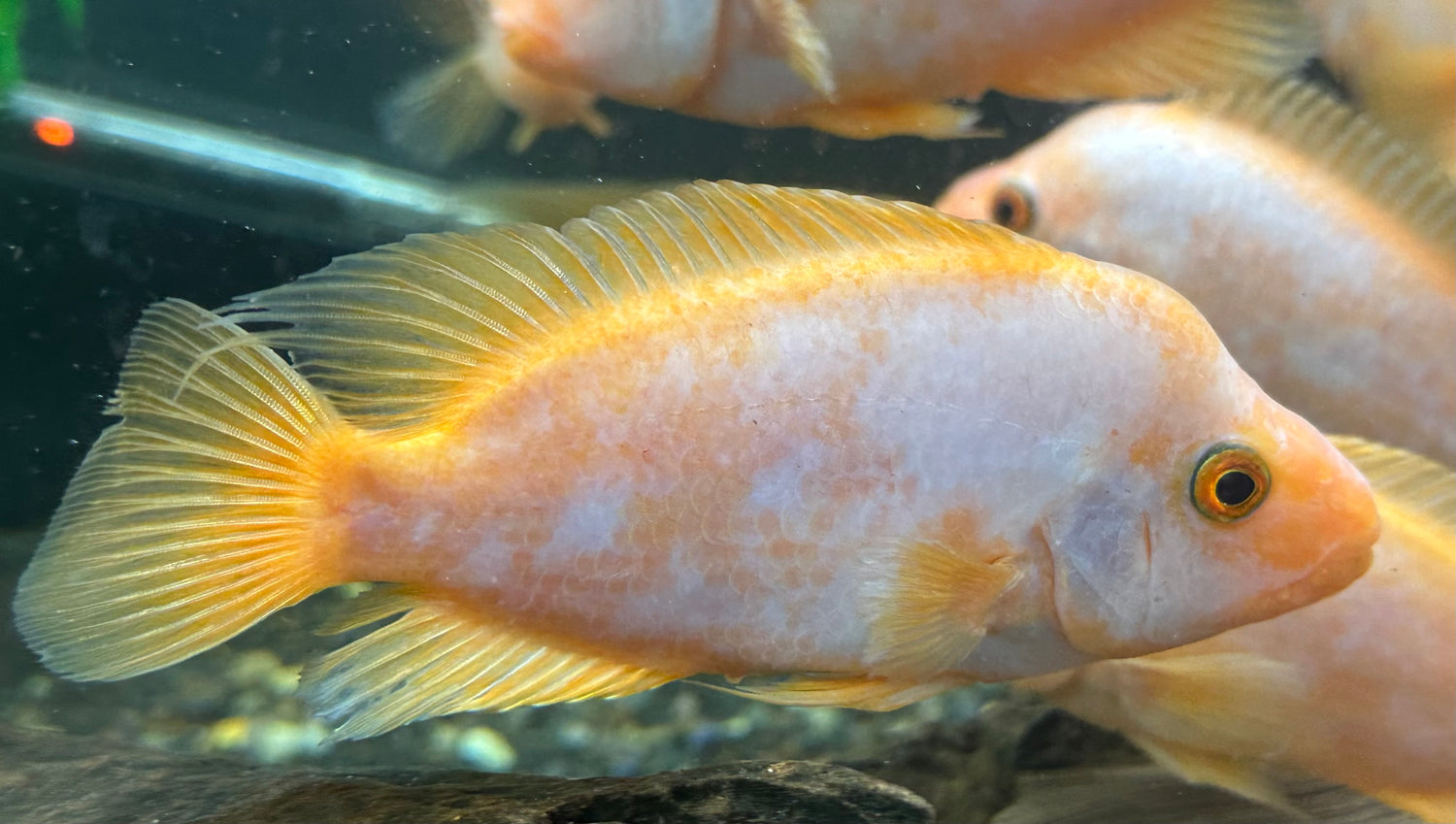 Creamsickle Midas (6-7”)