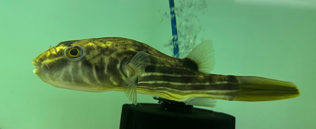 XL Fahaka Puffer (8”+)