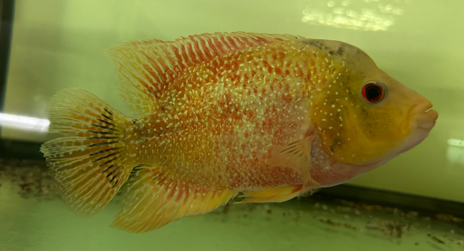 XL Goldenbase Flowerhorn (7-7.5”)