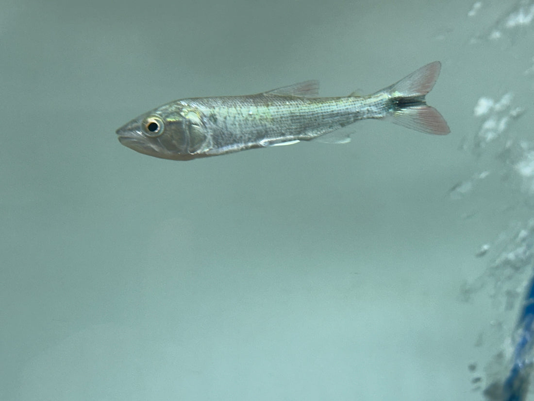 Affinis Dorado (3”)