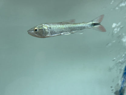 Affinis Dorado (3”)