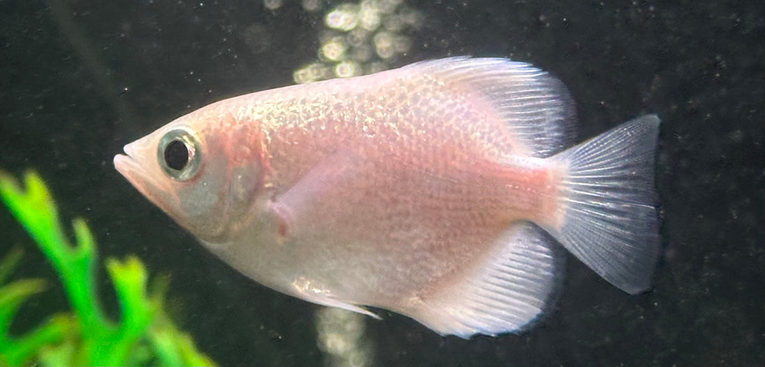 Platinum Clouded Archerfish (3”)