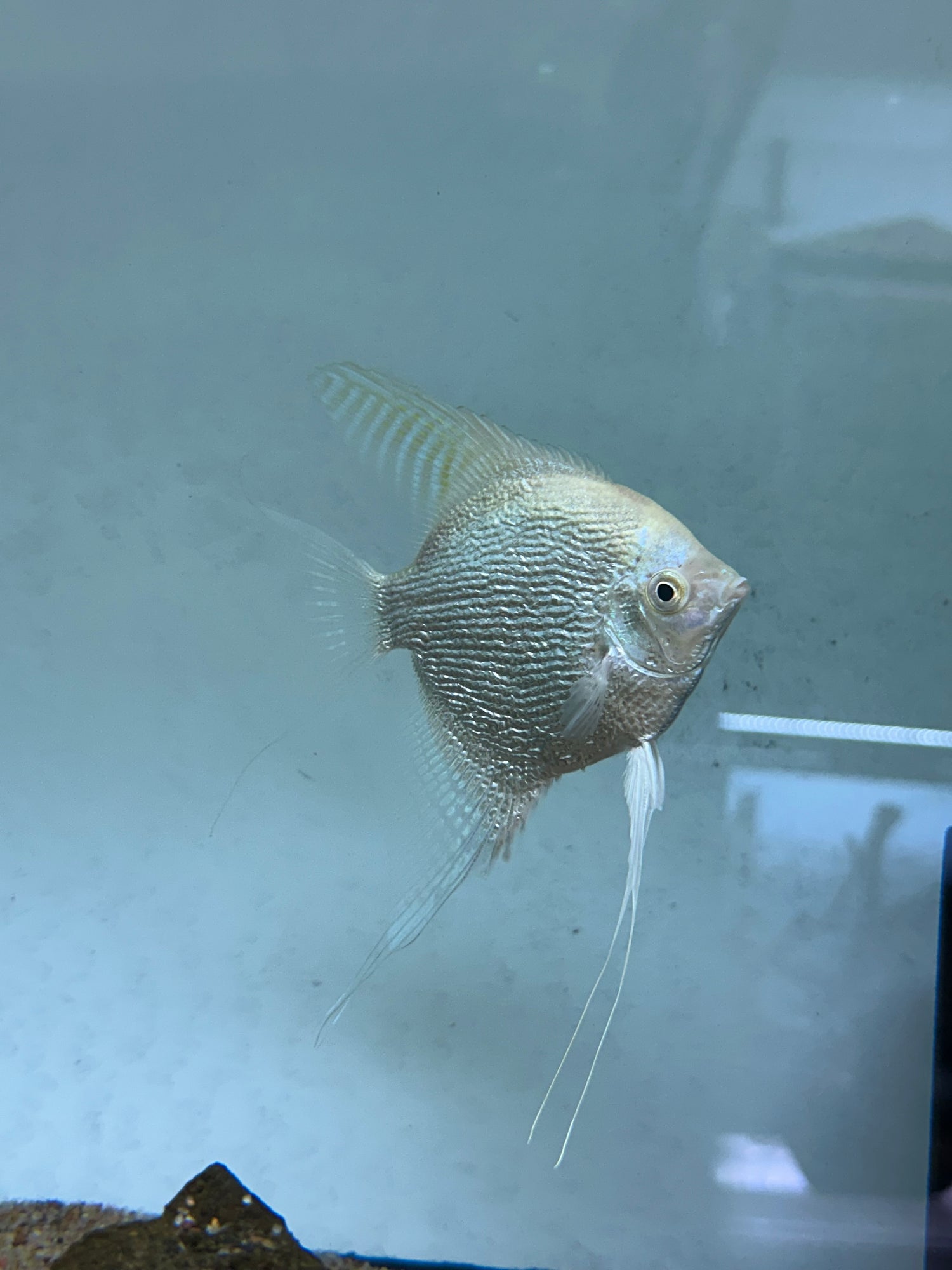 Albino Pearlscale Angel Breeding Pair (4.5-5”)