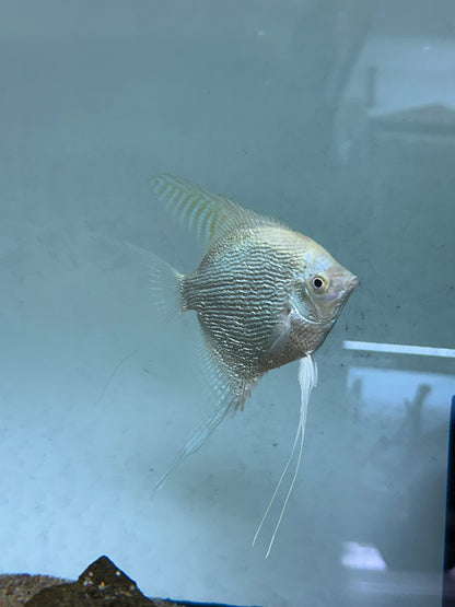 Albino Pearlscale Angel Breeding Pair (4.5-5”)