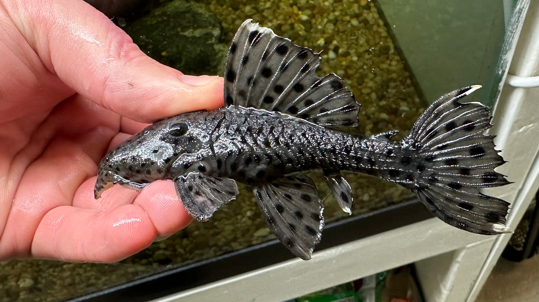 L264 Sultan Pleco (5”+)